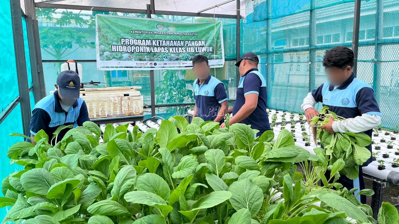 Konsisten Berkebun Sawi Hidroponik, Lapas Luwuk Catat Panen Kesekian Kali