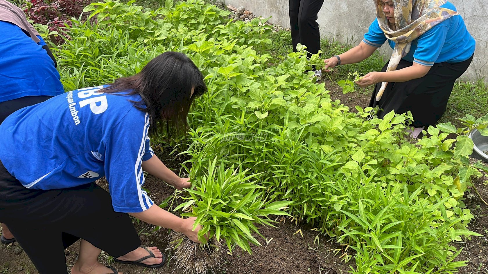 Pembinaan Berbuah Hasil, Lapas Perempuan Ambon Panen Sayuran Hortikultura