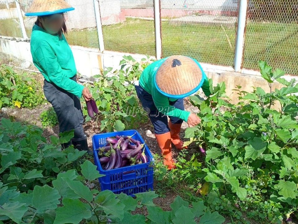 Pembinaan Pertanian Berbuah Hasil, Lapas Perempuan Palu Panen 20 Kg Terung