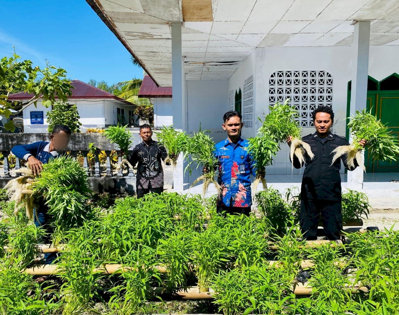 Kembangkan Hidroponik Modifikasi, Lapas Geser Panen 140 Ikat Kangkung