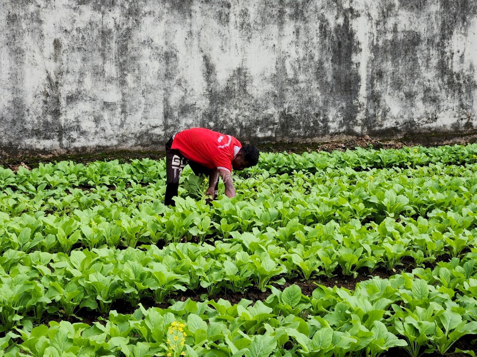 Bekali Warga Binaan Keterampilan Pertanian, Lapas Tual Panen 22 Kg Sawi