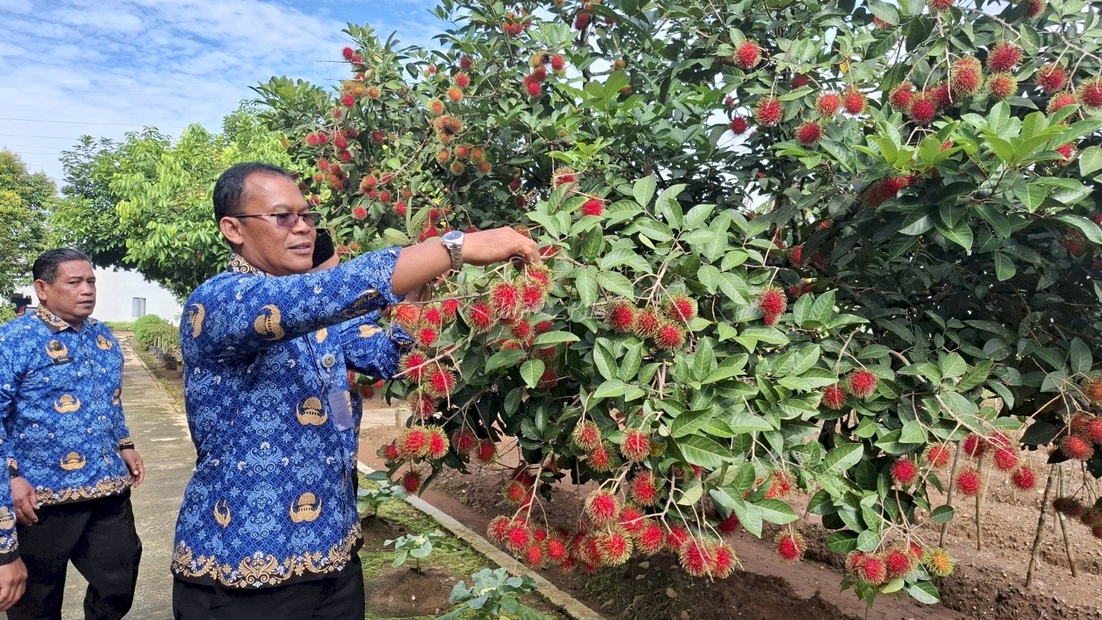 Dari Kebun Lapas, 150 Kg Rambutan Dukung Pembinaan dan Ketahanan Pangan