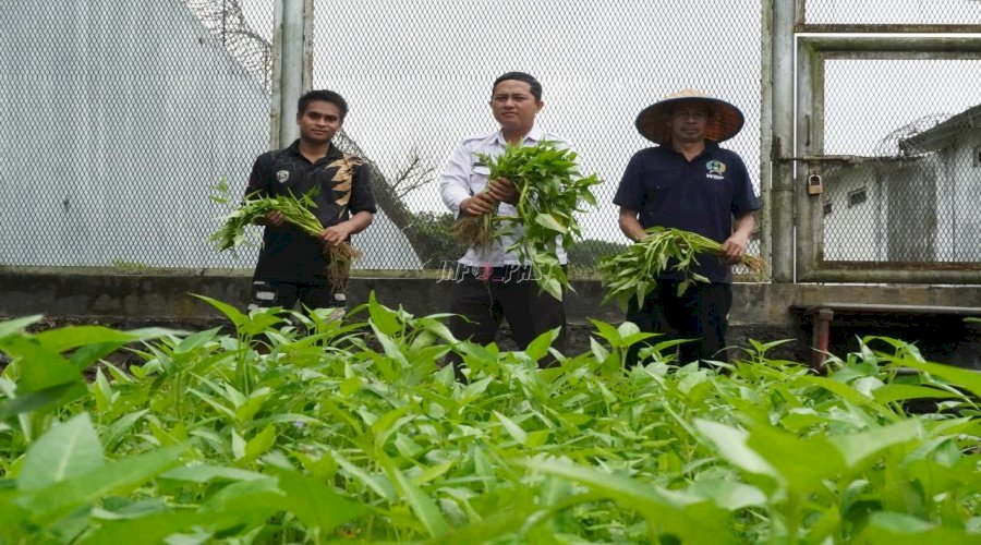 Produktif dan Mandiri, Lapas Narkotika Karang Intan Panen Kangkung Hasil Pembinaan Warga Binaan