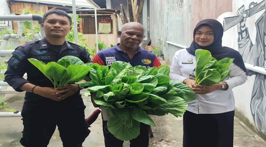 Panen Sayuran Sistem Vertikultur, Bukti Nyata Keberhasilan Warga Binaan Lapas Wahai