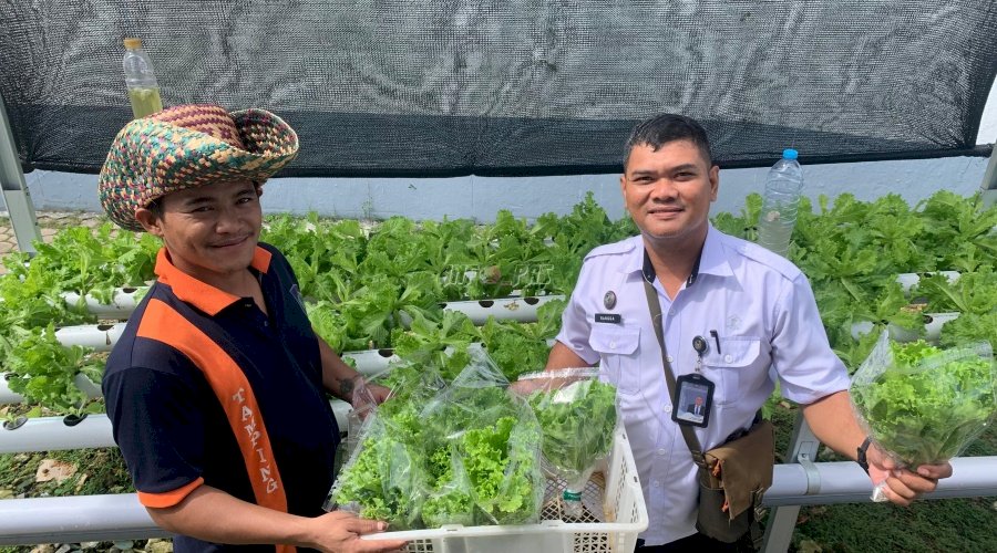 Perkuat Ketahanan Pangan, Lapas Kotabaru Panen Selada dan Gandeng Mitra Usaha