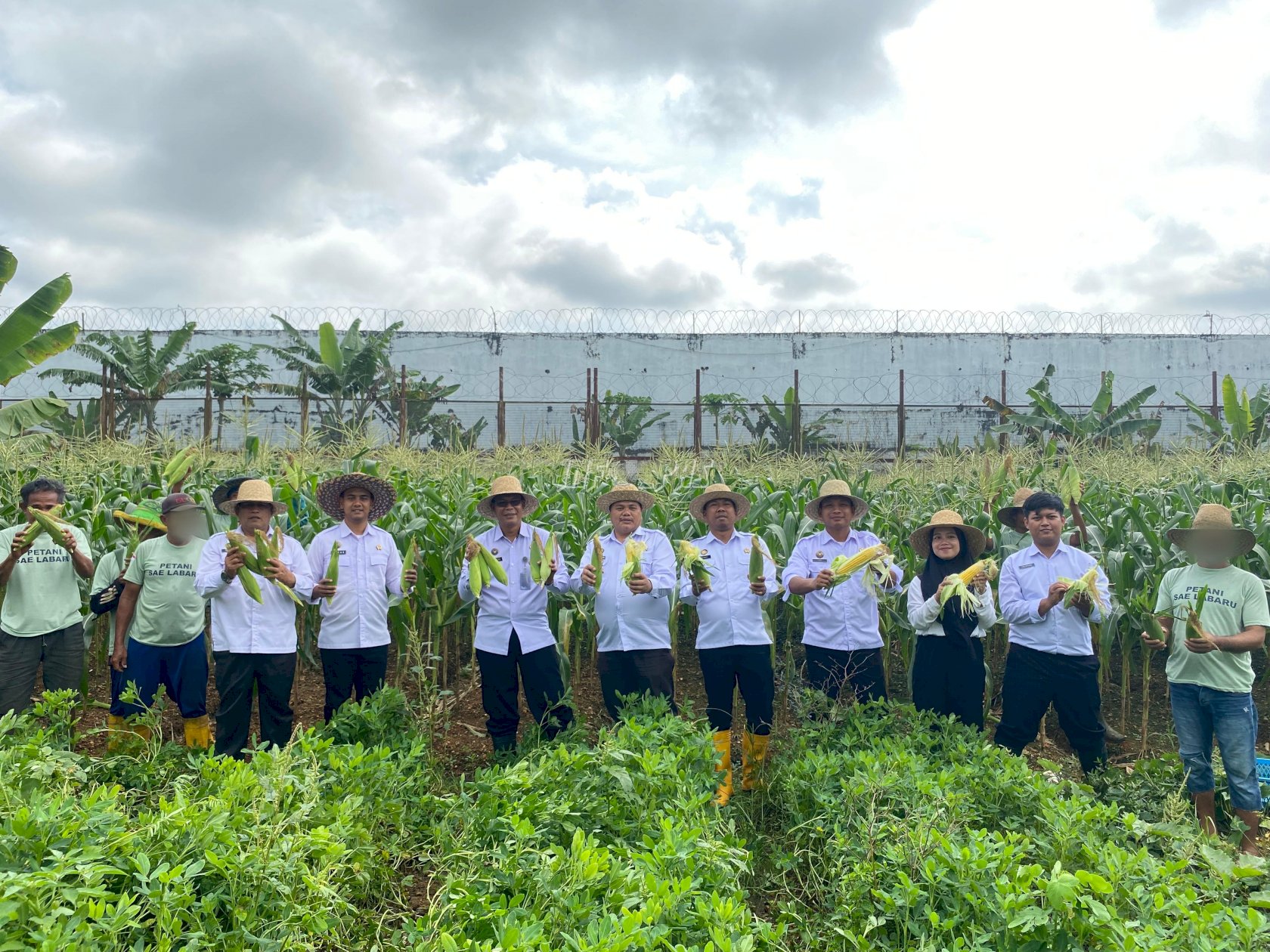 Panen 1.000 Jagung Manis, Lapas Banjarbaru Dukung Program Ketahanan Pangan