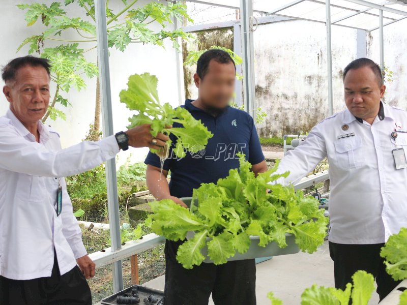 Pembinaan Bernilai Ekonomi, Lapas Banjarmasin Panen Selada Hidroponik