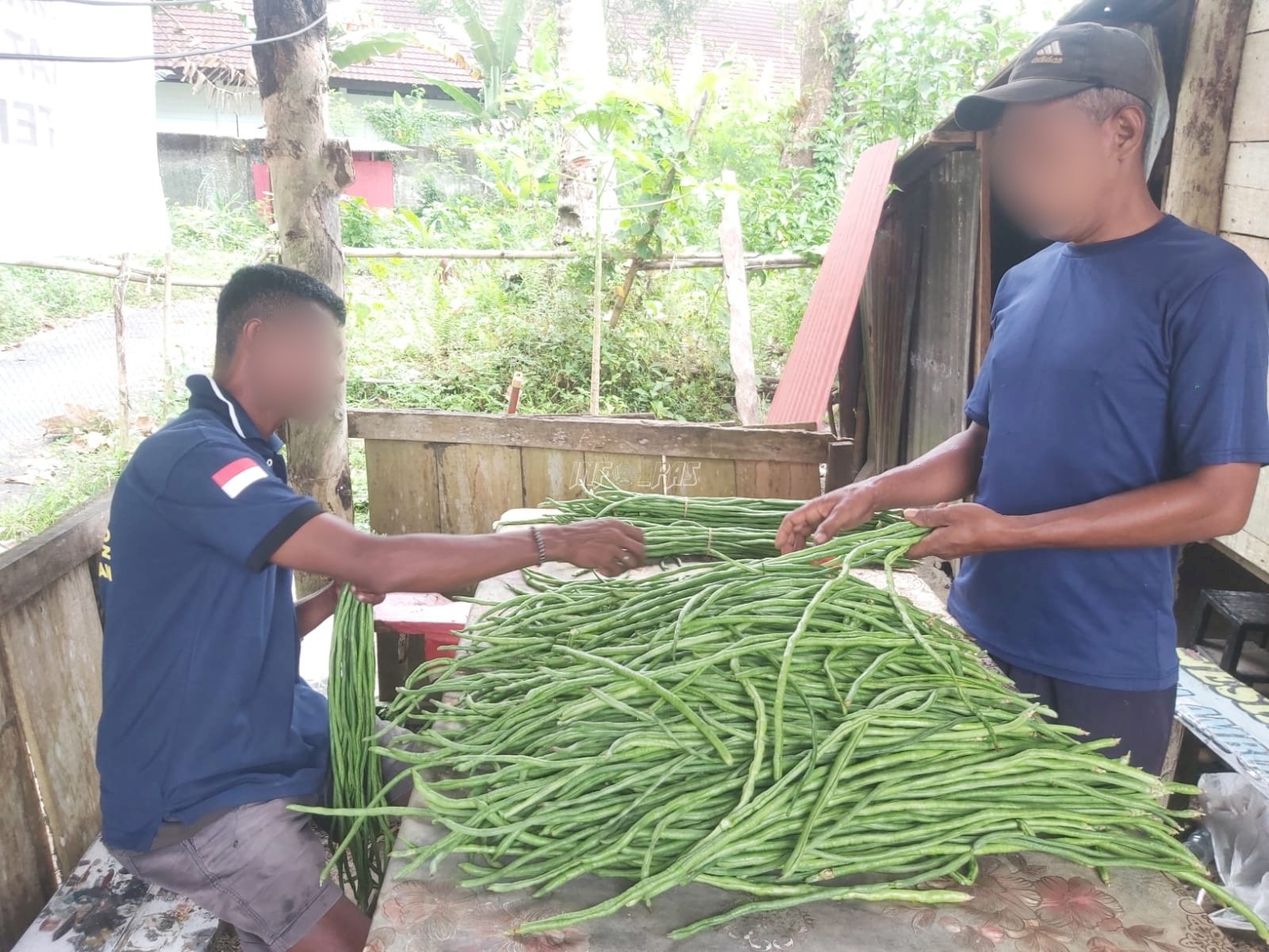 Berkebun di Luar Tembok, Warga Binaan Lapas Ambon Panen 45 Kg Kacang Panjang