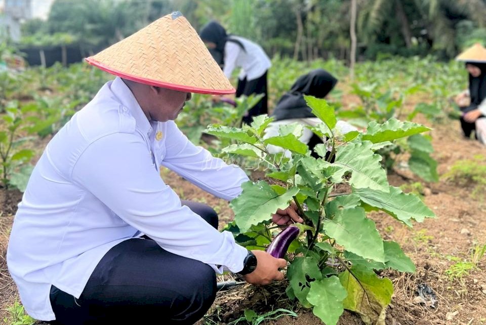 Pembinaan Berbuah Manis, Lapas Muara Tebo Panen 30 Kg Terong Ungu 