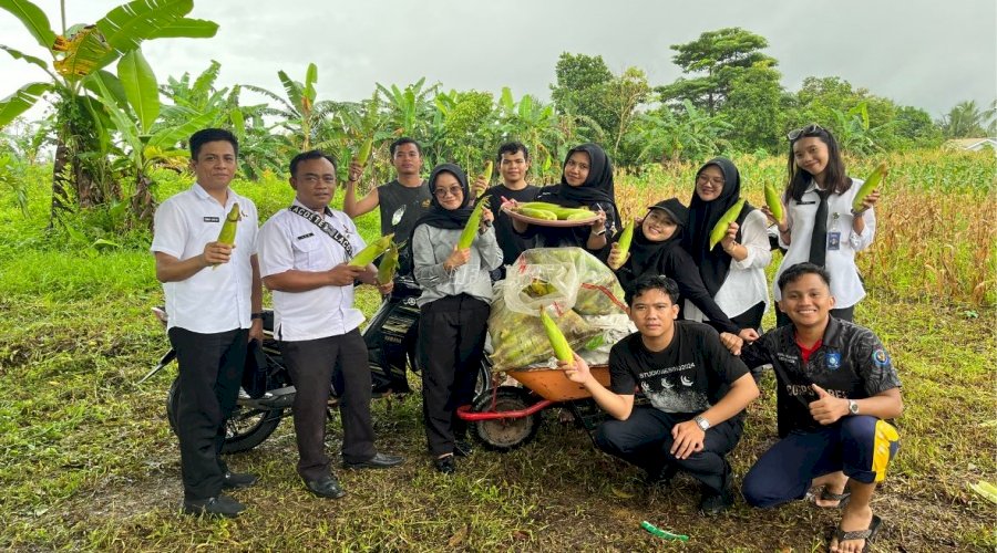 Lapas Pangkalpinang Tutup Tahun 2025 dengan Panen 113 Kg Jagung Manis