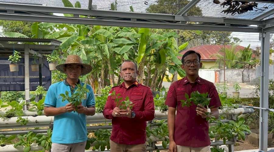 Meski Lahan Terbatas, Rutan Rantau Sukses Panen Daun Mint 