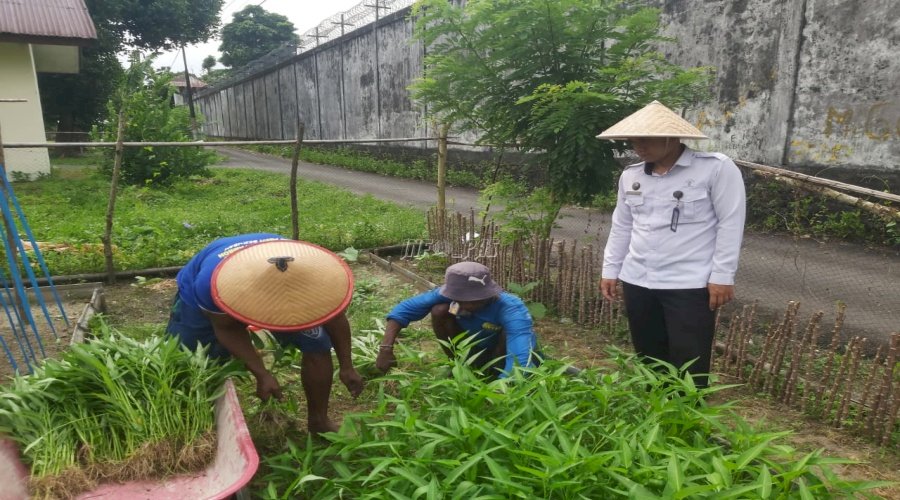Warga Binaan Lapas Ambon Panen Kangkung di Luar Komplek Lapas