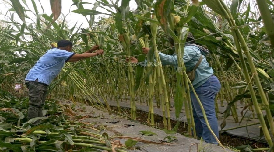 Lapas Wahai Siaga Bencana, Ribuan Tanaman Jagung Dilindungi dari Ancaman Angin Kencang