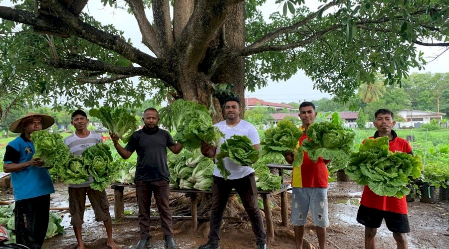 Warga Binaan Lapas Atambua Panen 250 Kg Sawi, Bukti Sukses Pembinaan Kemandirian