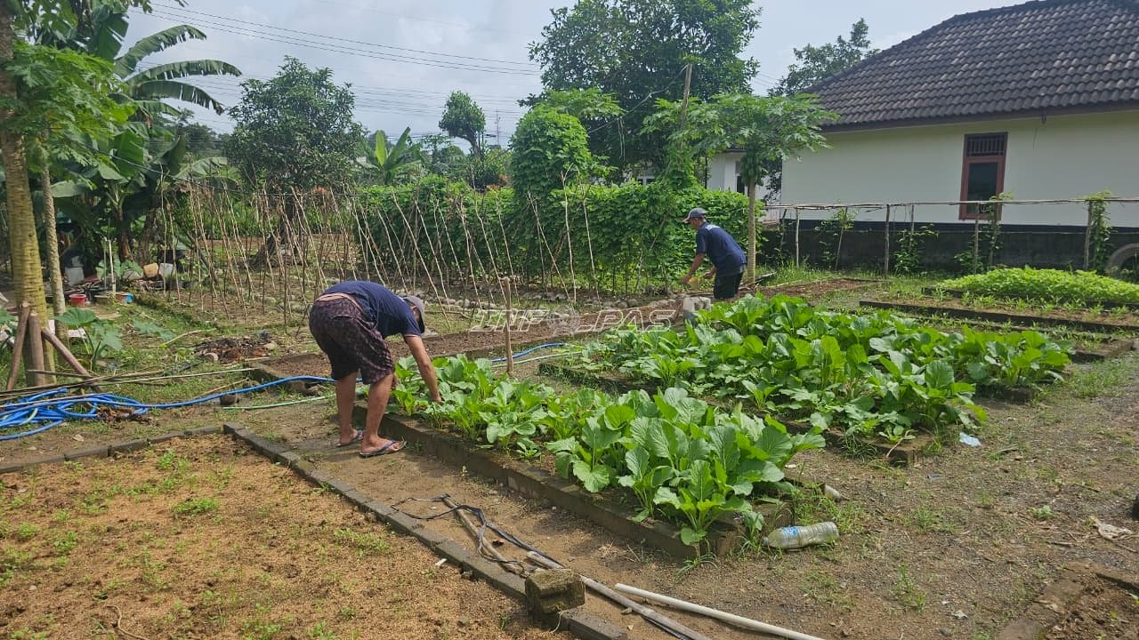 Pembinaan Produktif, Lapas Pangkalpinang Kembangkan Kemandirian Pangan