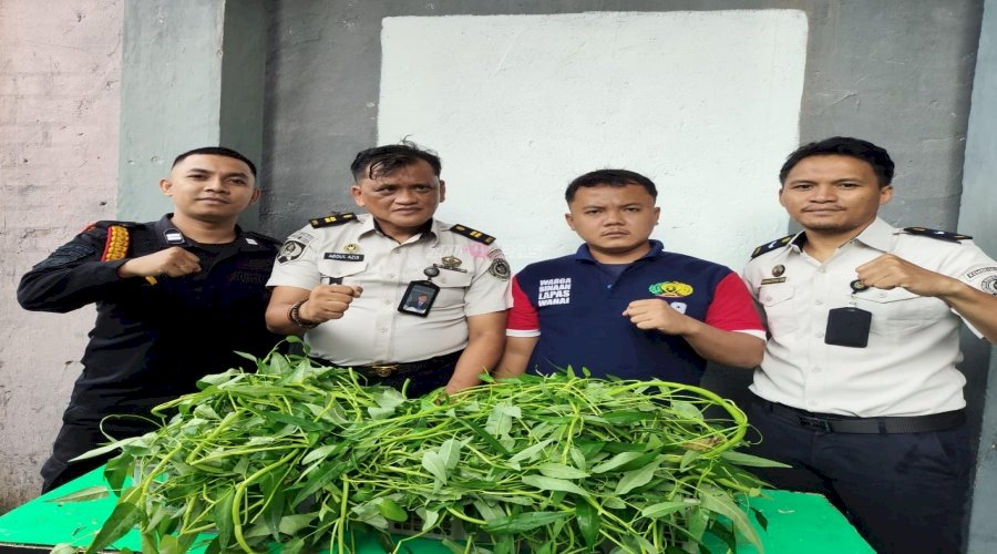 Semangat Kemandirian di Awal Tahun, Warga Binaan Lapas Wahai Panen Kangkung Hidroponik