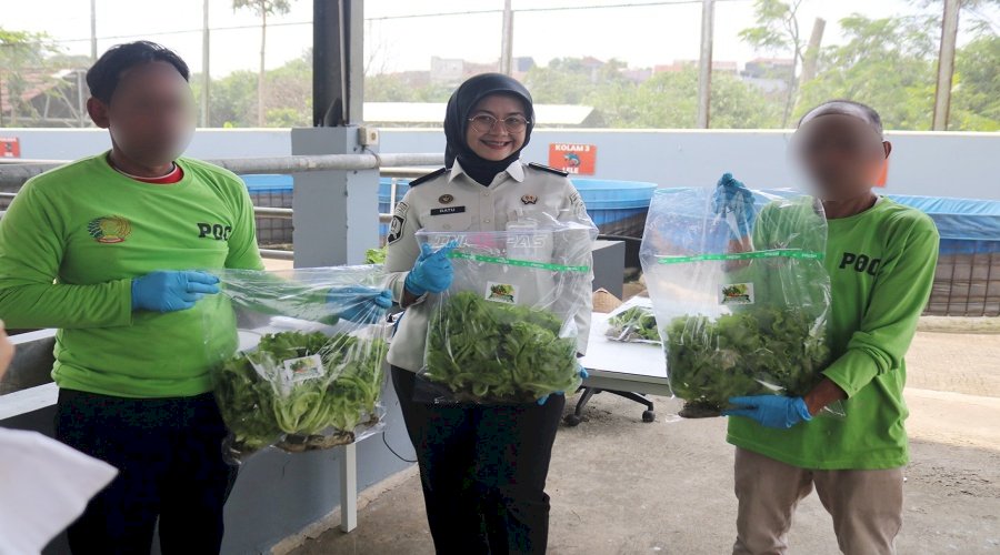 Lapas Cibinong Panen 45 Kg Selada Hidroponik dan 71 Kg Lele