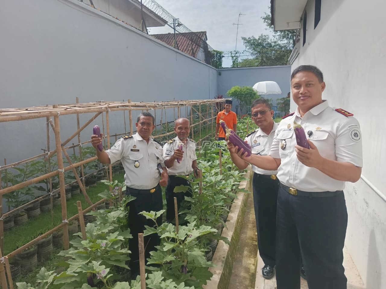 Panen Terong di Rutan Kebumen, Wujudkan Kemandirian dan Ketahanan Pangan