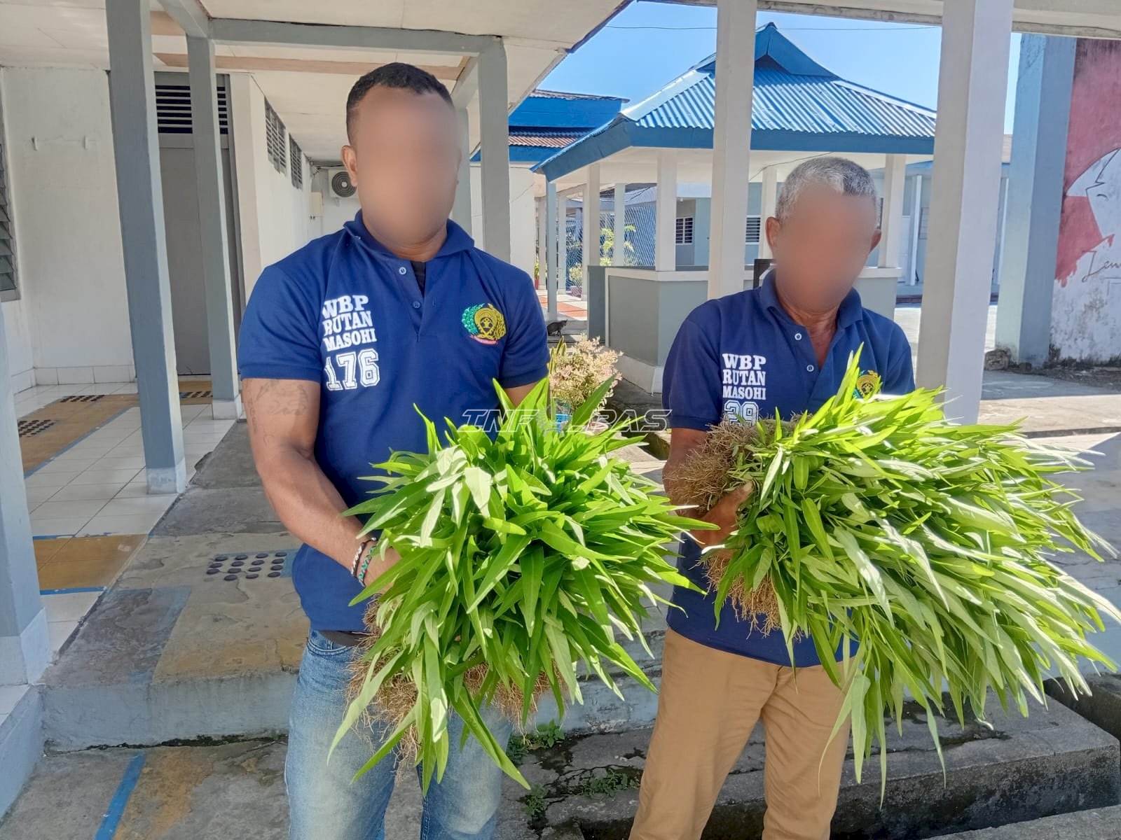 Panen Kangkung Awal 2026, Rutan Masohi Tunjukkan Hasil Pembinaan Produktif