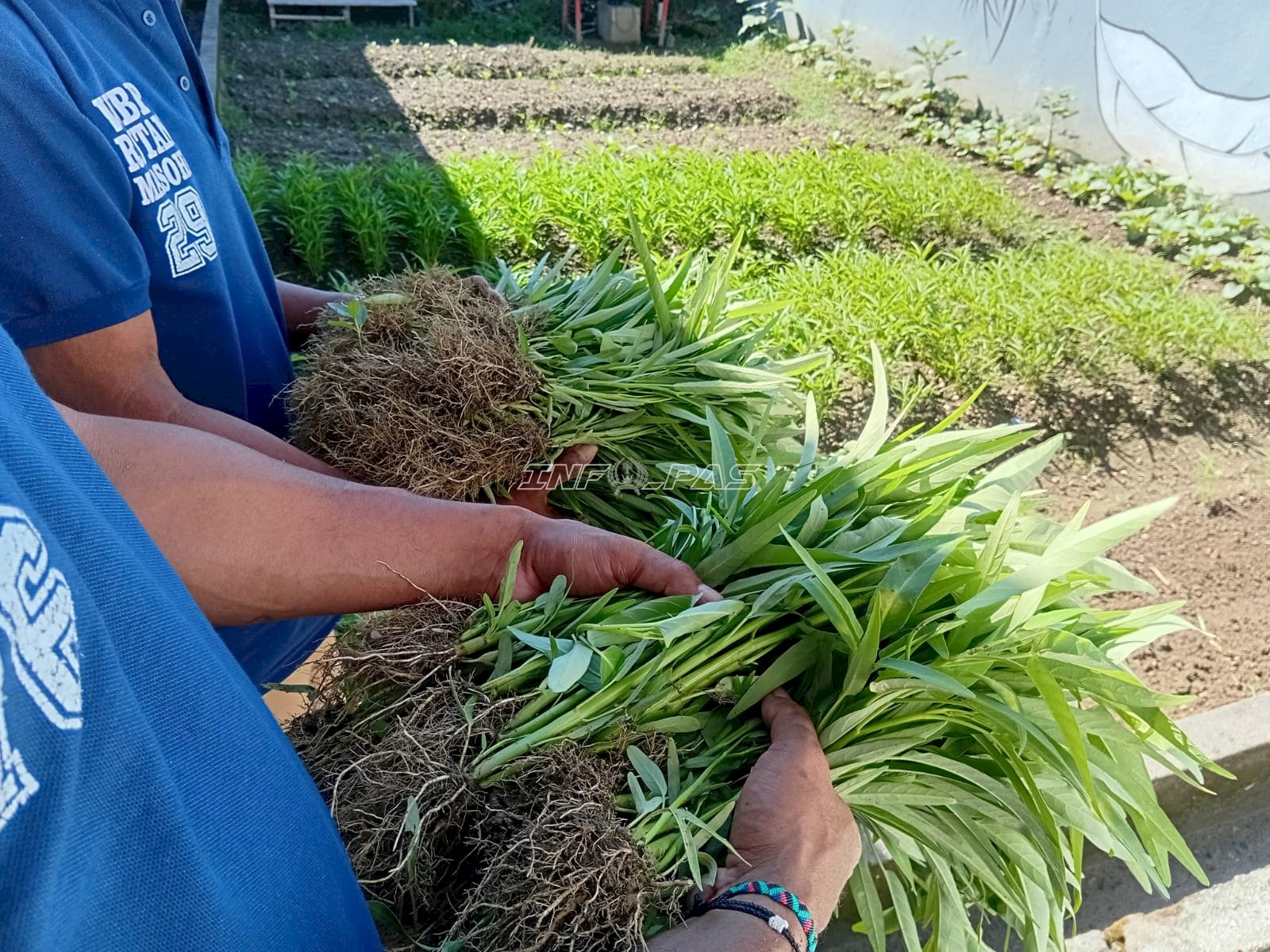 Panen Kangkung Awal 2026, Rutan Masohi Tunjukkan Hasil Pembinaan Produktif