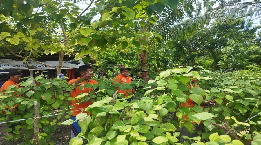 Dukung 15 Program Aksi Kemenimipas, Lapas Namlea Panen Puluhan Kg Buncis