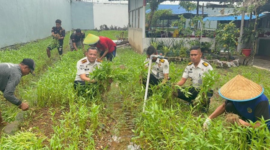 Panen Perdana Awal Tahun di Lapas Narkotika Karang Intan Hasilkan 100 Kg Kangkung 