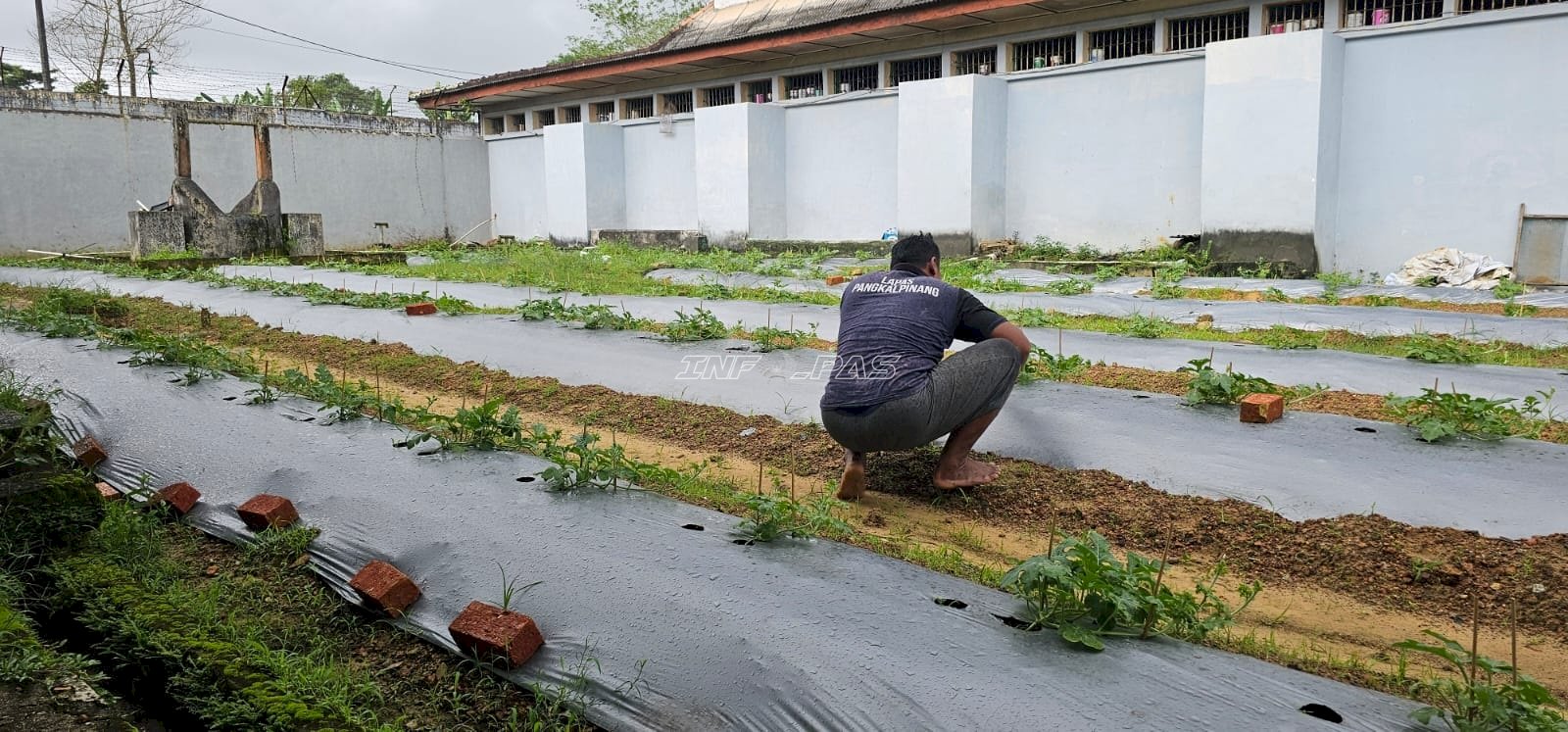 Dari Lahan Marginal, Warga Binaan Lapas Pangkalpinang Hijaukan Blok Hunian