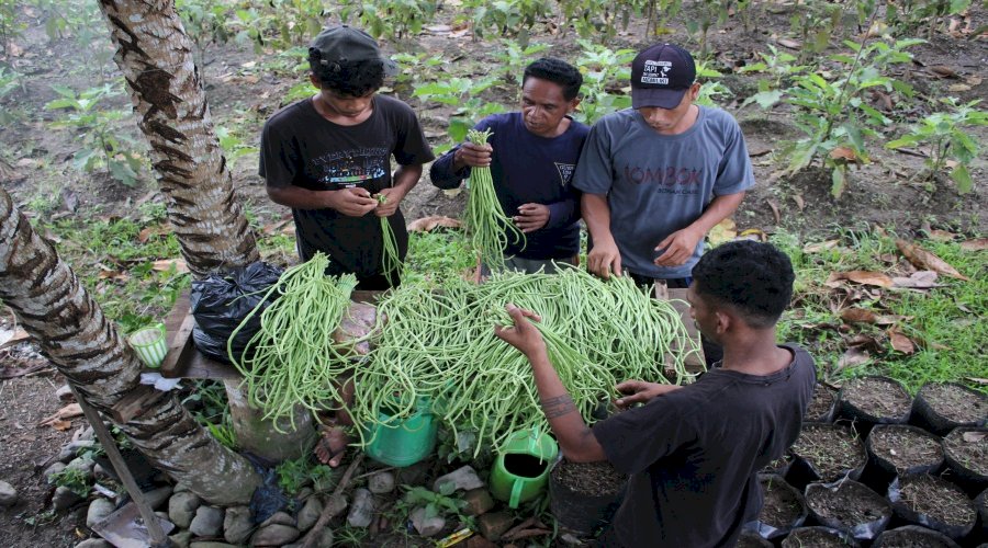 Panen Kacang Panjang, Lapas Piru Dorong Kemandirian Warga Binaan lewat Kebun Produktif