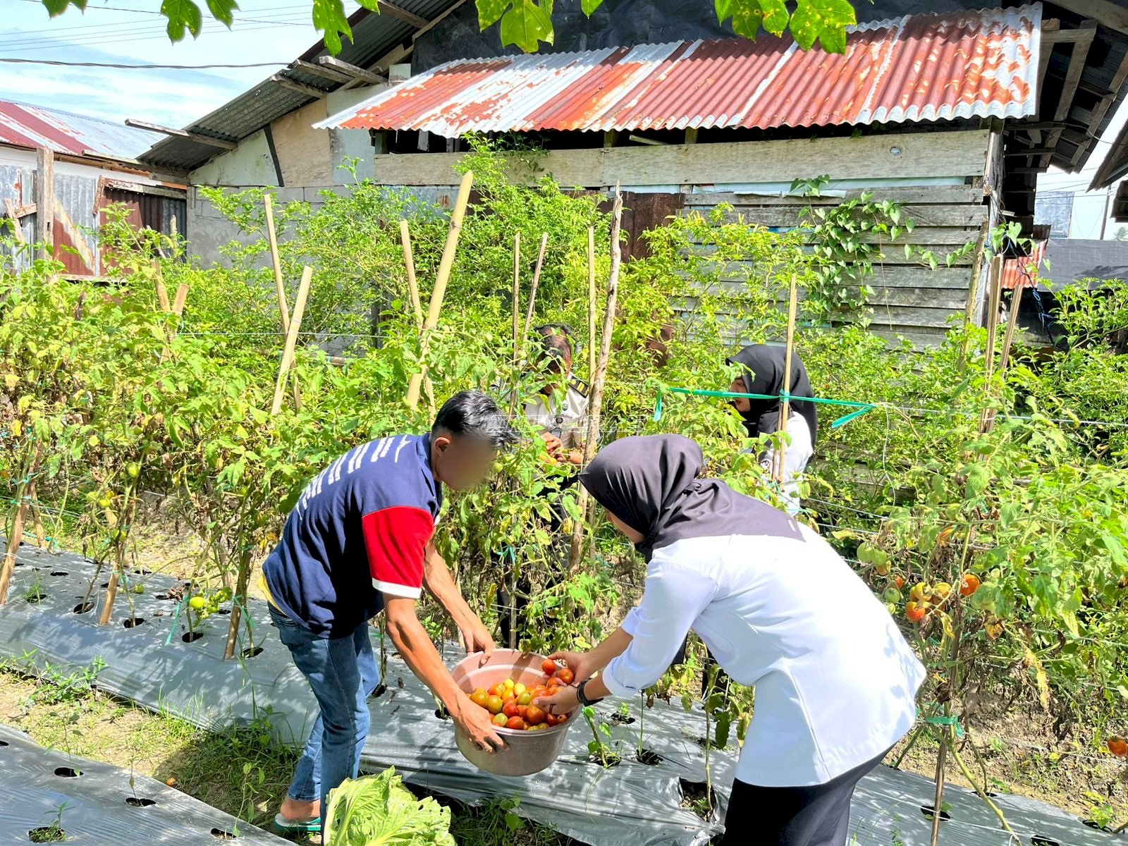 Warga Binaan Lapas Wahai Panen Tomat Segar, Dorong Kemandirian Pangan