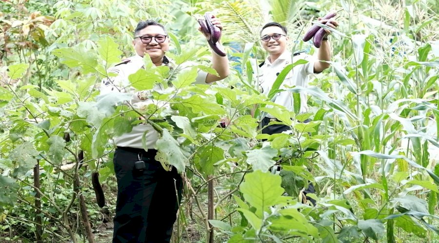 Ketahanan Pangan dan Pembinaan Berjalan Seiring, Lapas Tabanan Kembali Panen Jagung dan Terong
