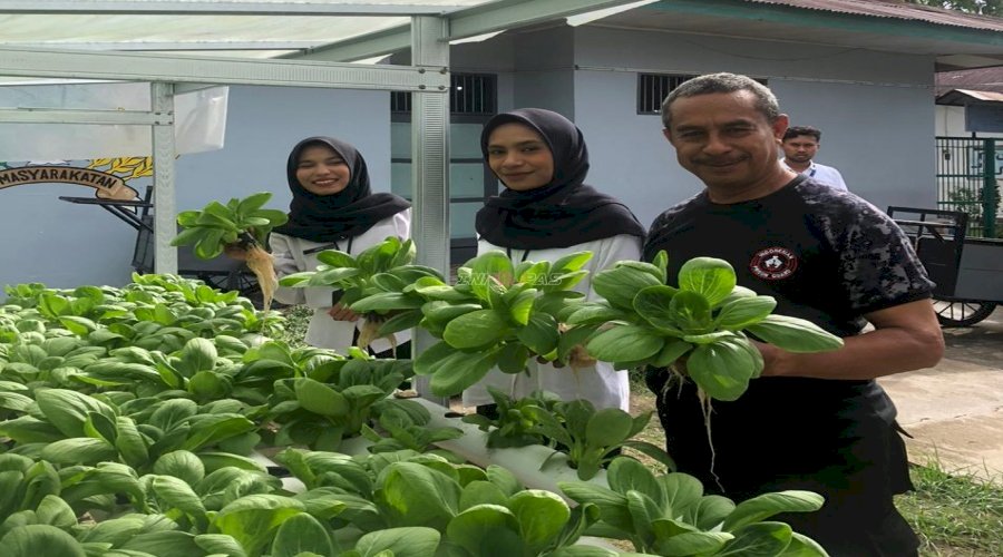 Panen Pakcoy Hidroponik di Lapas Ambon, Warga Binaan Ikut Berdaya