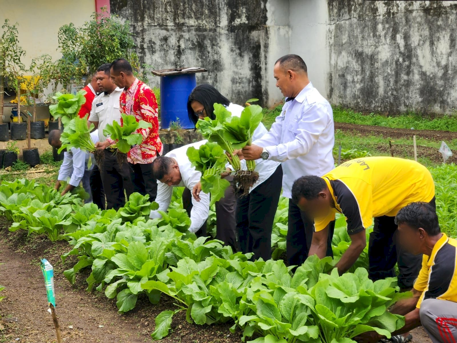 Lapas Tual Perkuat Ketahanan Pangan lewat Panen Raya Serentak