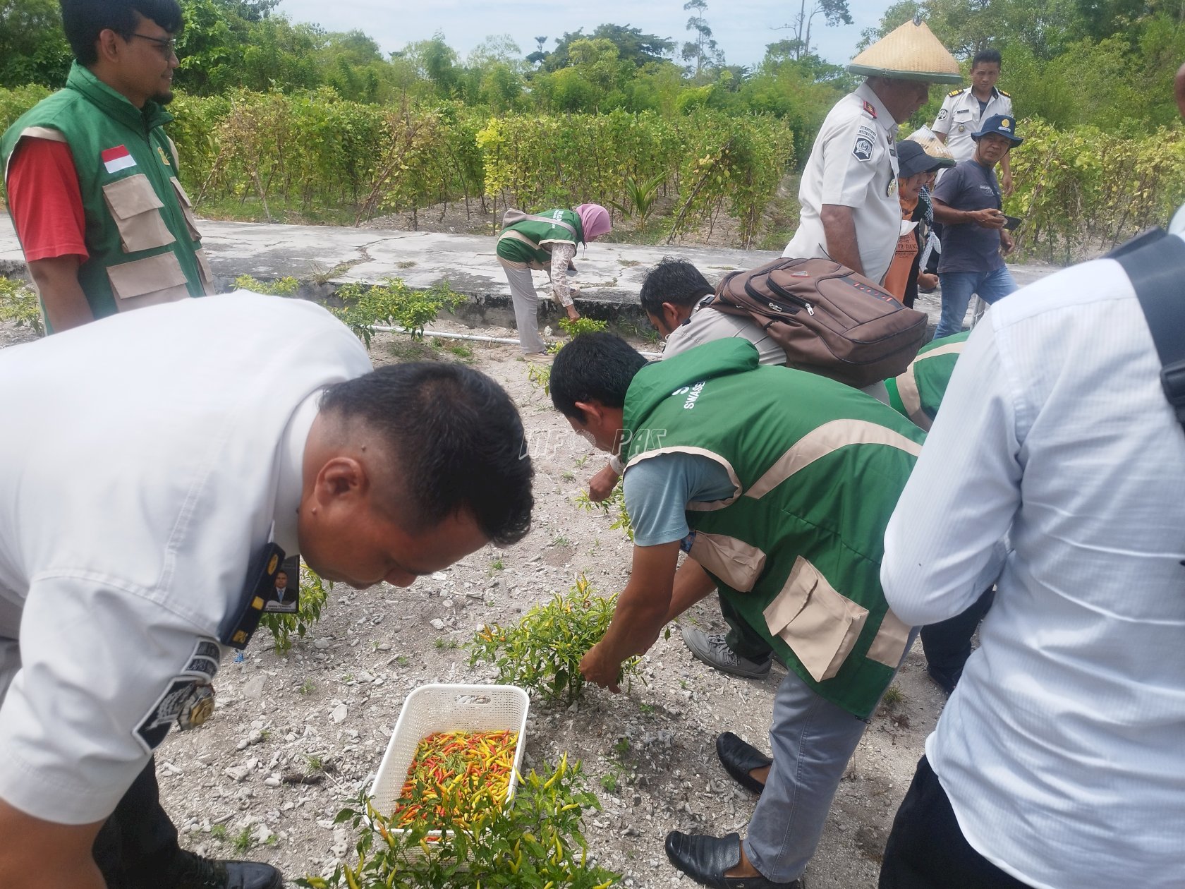Ikut Panen Raya Serentak, Lapas Namlea Panen Aneka Sayur Mayur