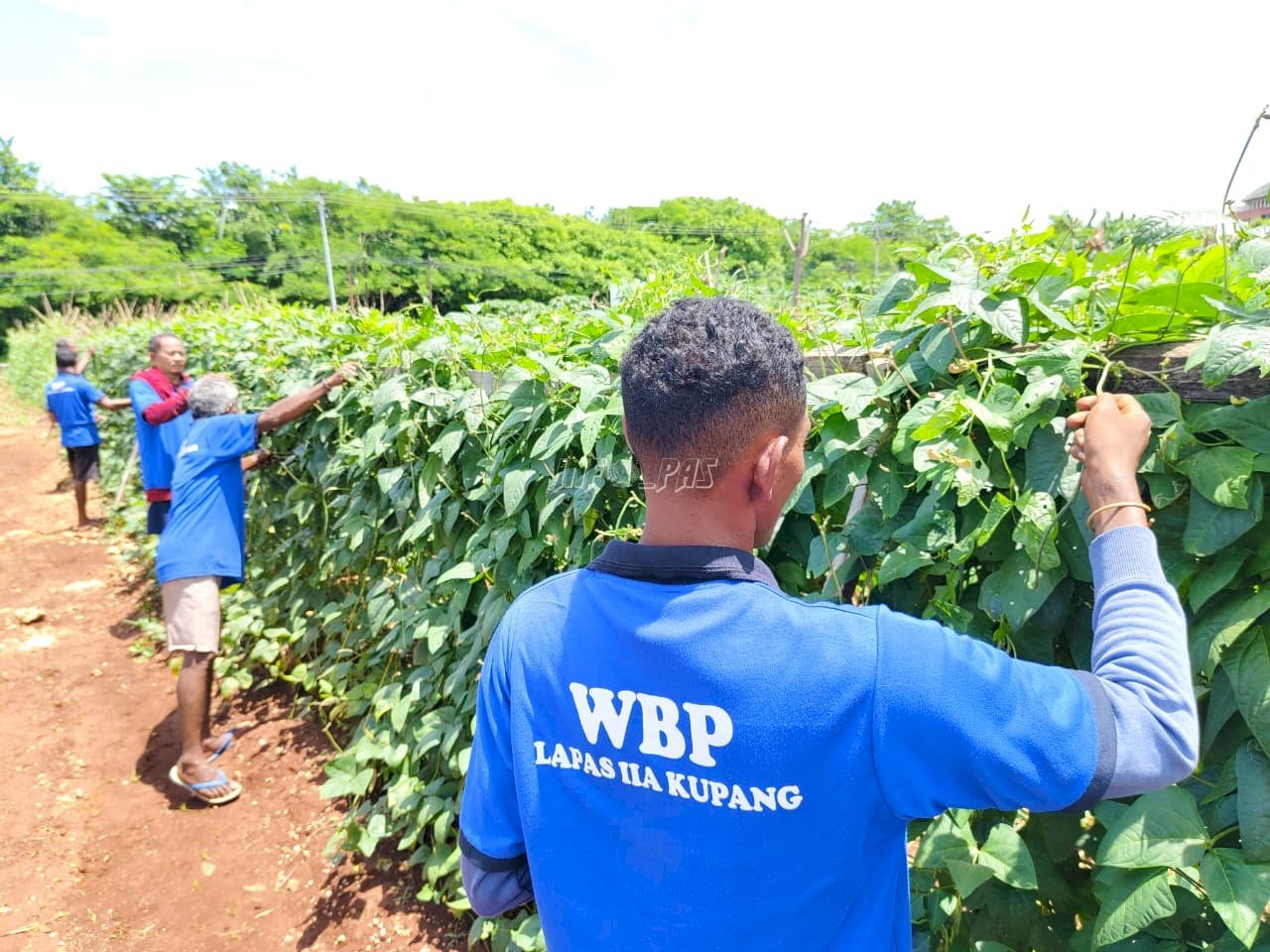 Lapas Kupang Ikuti Panen Raya Serentak, Terung dan Kacang Panjang Jadi Bukti Ketahanan Pangan