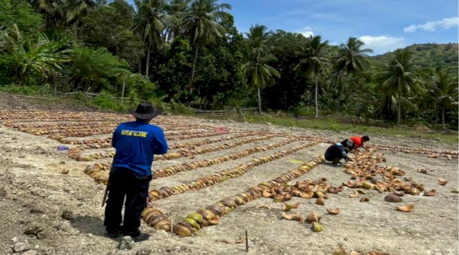 Akselerasi Penyiapan Lahan SAE, Rutan Majene Hadirkan Inovasi Pemanfaatan Limbah Kelapa