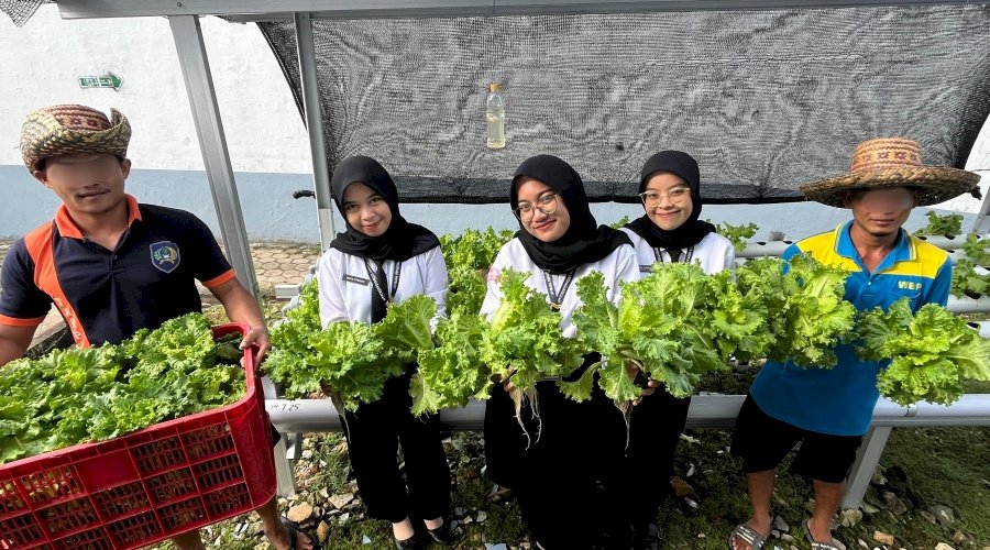 Panen Selada Hidroponik Berkelanjutan, Bukti Pembinaan Produktif di Lapas Kotabaru