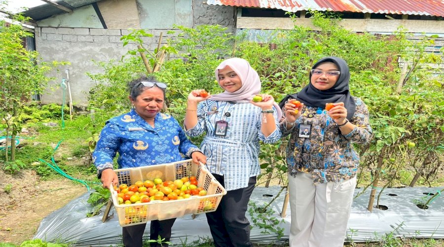 Lapas Wahai Manfaatkan Hasil Panen Tomat untuk Kebutuhan Dapur Lapas