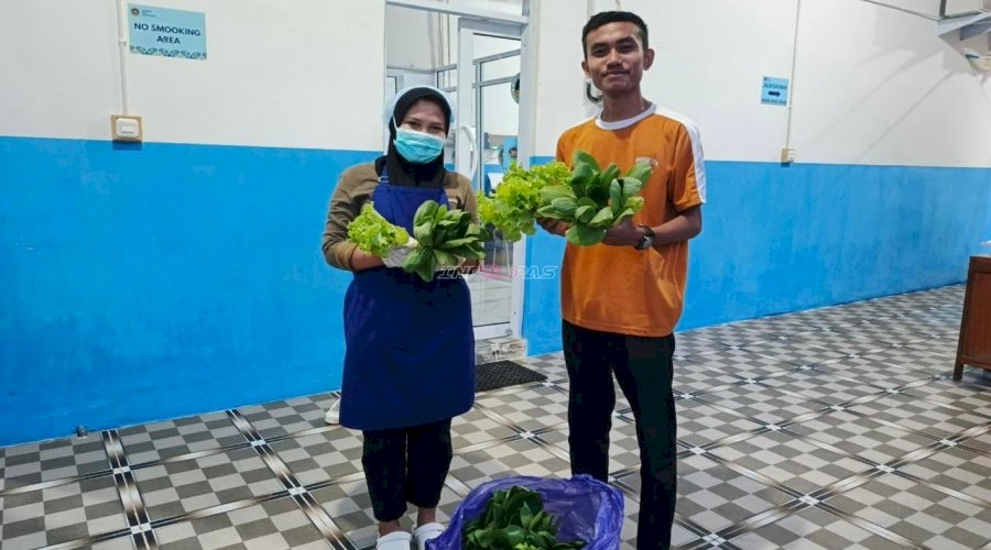 Penuhi Permintaan SPPG, Rutan Majene Suplai Lima Kilogram Selada