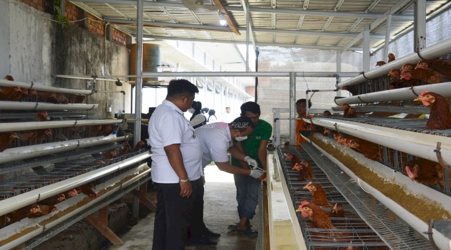 Lapas Narkotika Muara Sabak Vaksinasi 150 Ayam Petelur, Gandeng Dinas Perkebunan dan Peternakan Kab. Tanjung Jabung Timur