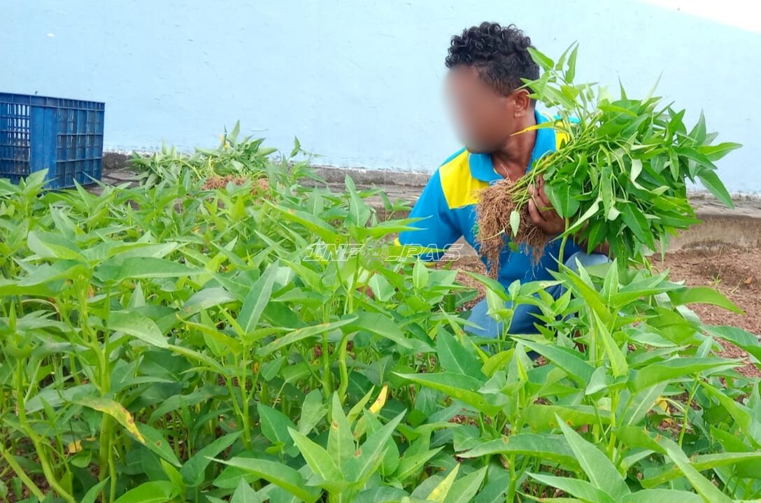 Manfaatkan Lahan Terbatas, Lapas Kotabaru Panen 53 Kg Kangkung