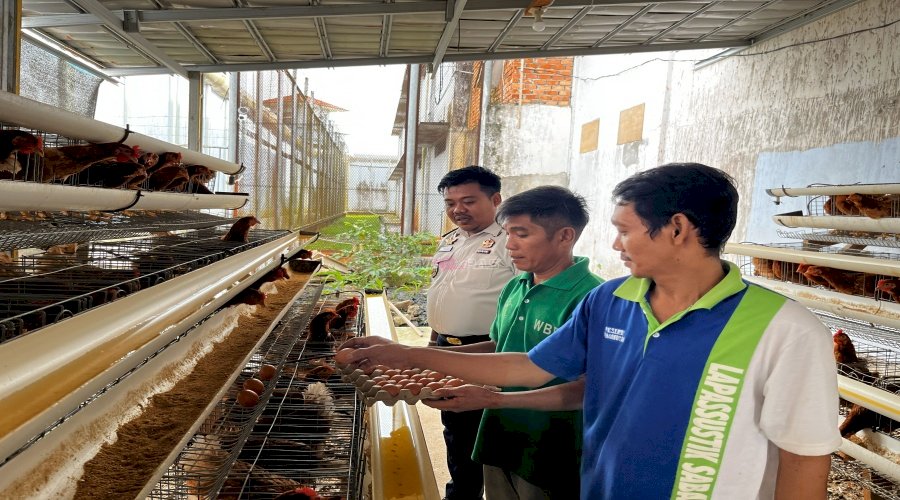 Panen Telur Perdana Perkuat Pembinaan Kemandirian di Lapas Narkotika Muara Sabak
