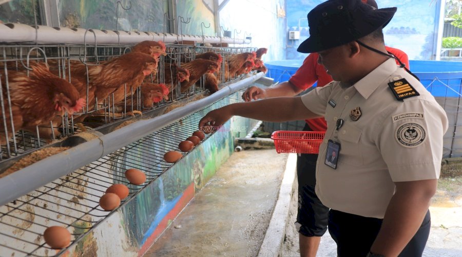 Dukung Kemandirian Pangan, Lapas Pemuda Madiun Panen Bayam, Selada, dan Telur Ayam