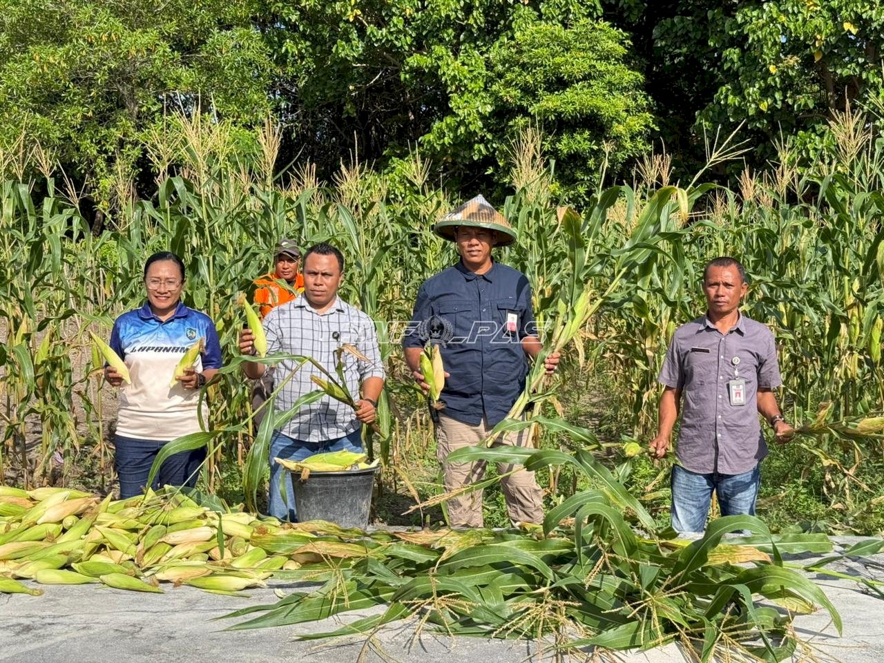 Dari Lahan Idle, Lapas Namlea Panen Ratusan Jagung Pulut