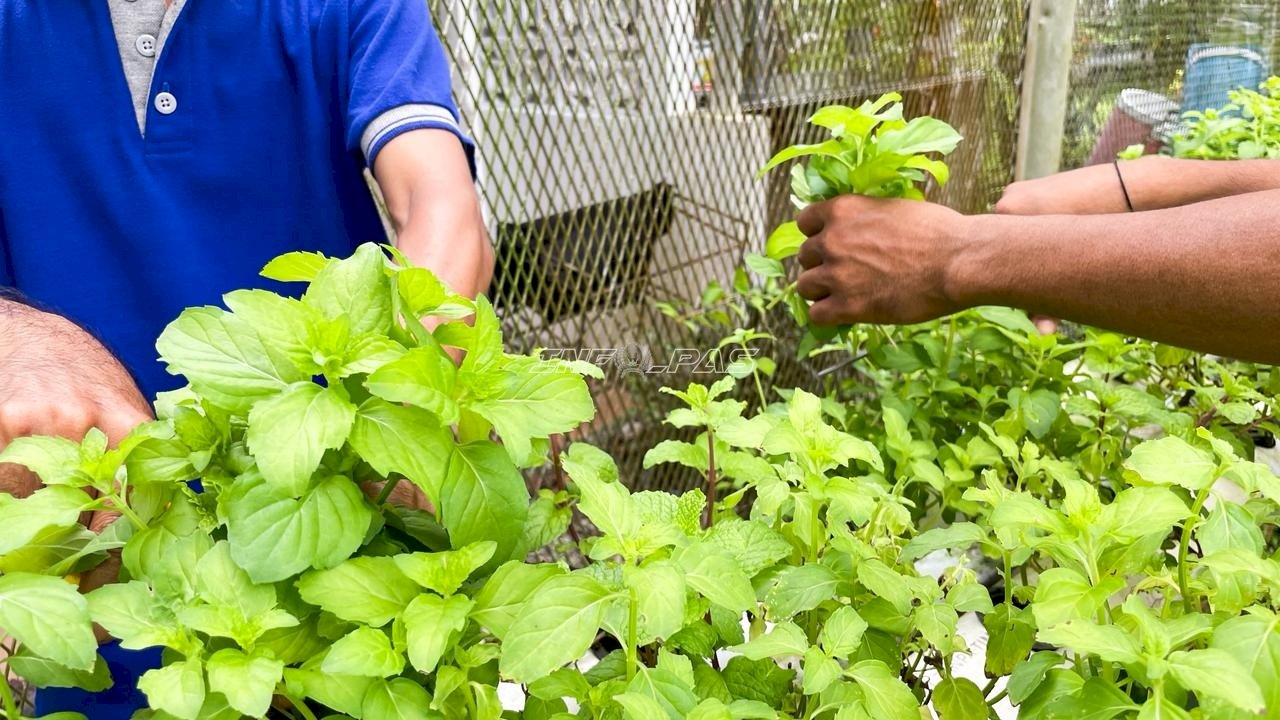 Panen Daun Mint Hidroponik, Lapas Narkotika Karang Intan Produksi Teh Laskarin