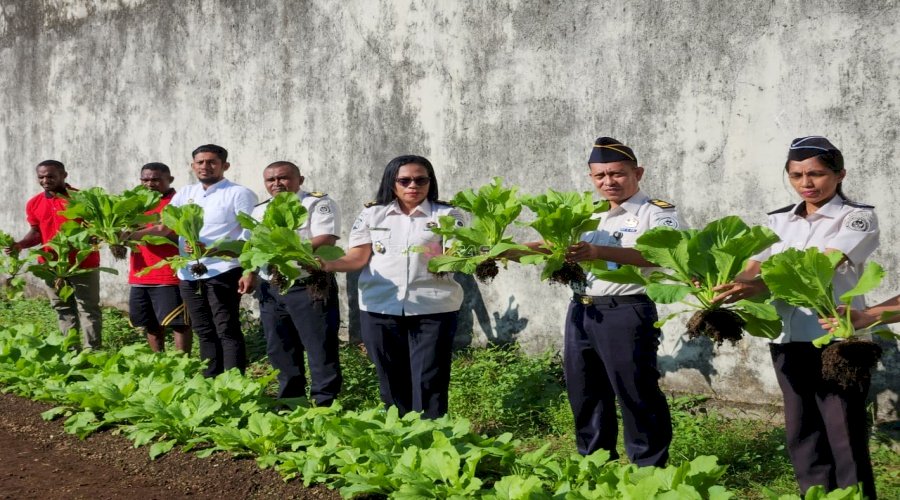 Sinergi di Balik Tembok, Petugas dan Warga Binaan Lapas Tual Panen Raya Sawi