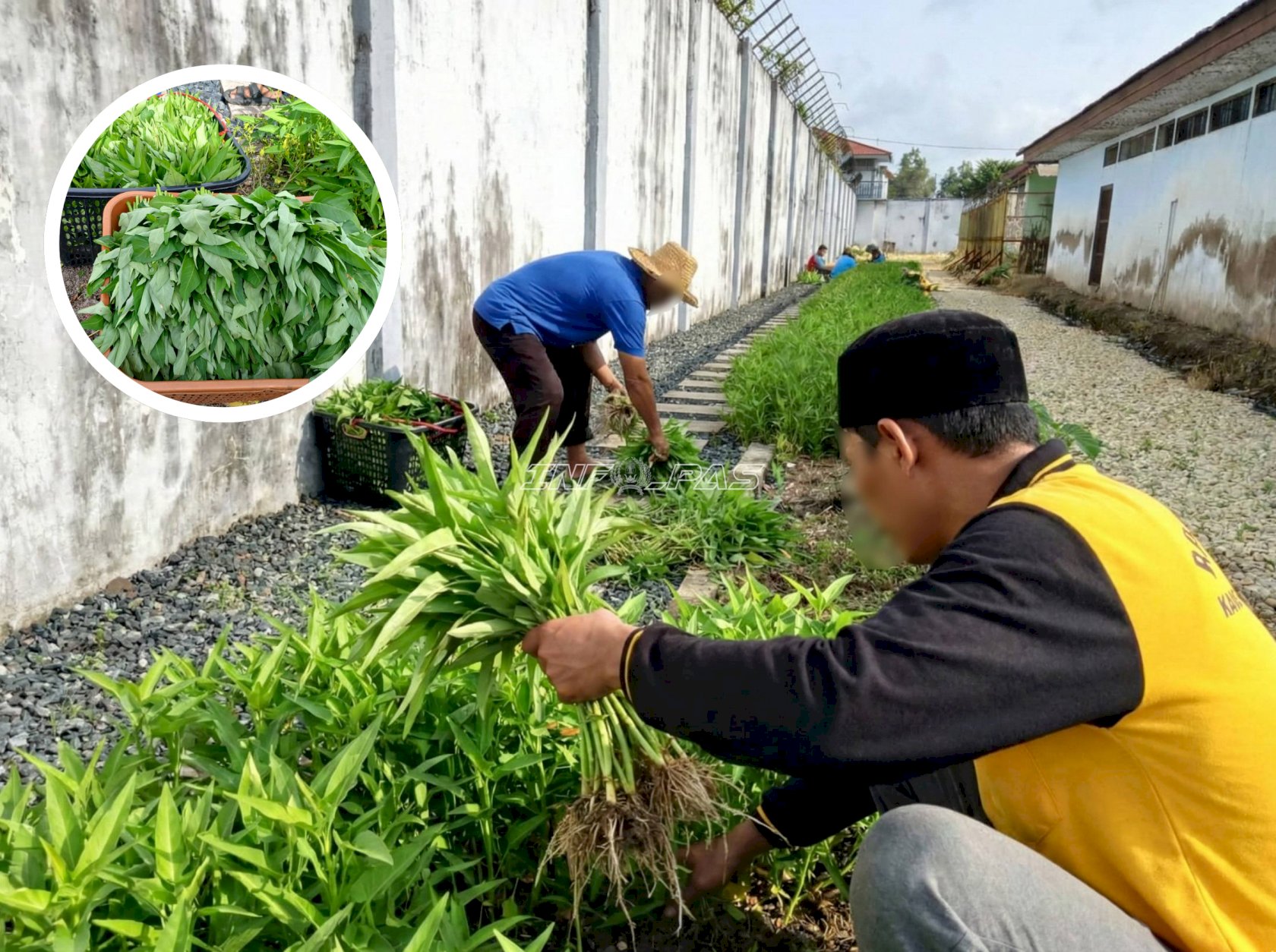 Manfaatkan Lahan Idle, Rutan Marabahan Panen 50 Ikat Kangkung