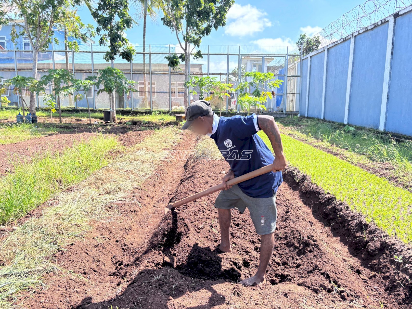 Optimalkan Pembinaan, Lapas Saumlaki Kembali Garap Lahan Pertanian