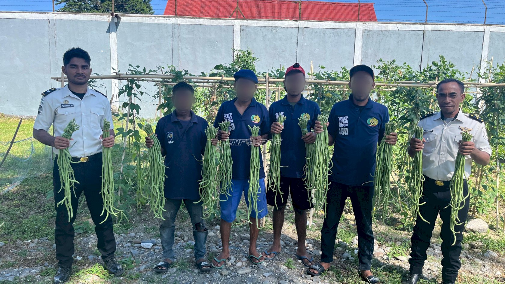 Terus Produktif, Rutan Masohi Panen Kacang Panjang Hasil Pembinaan Kemandirian