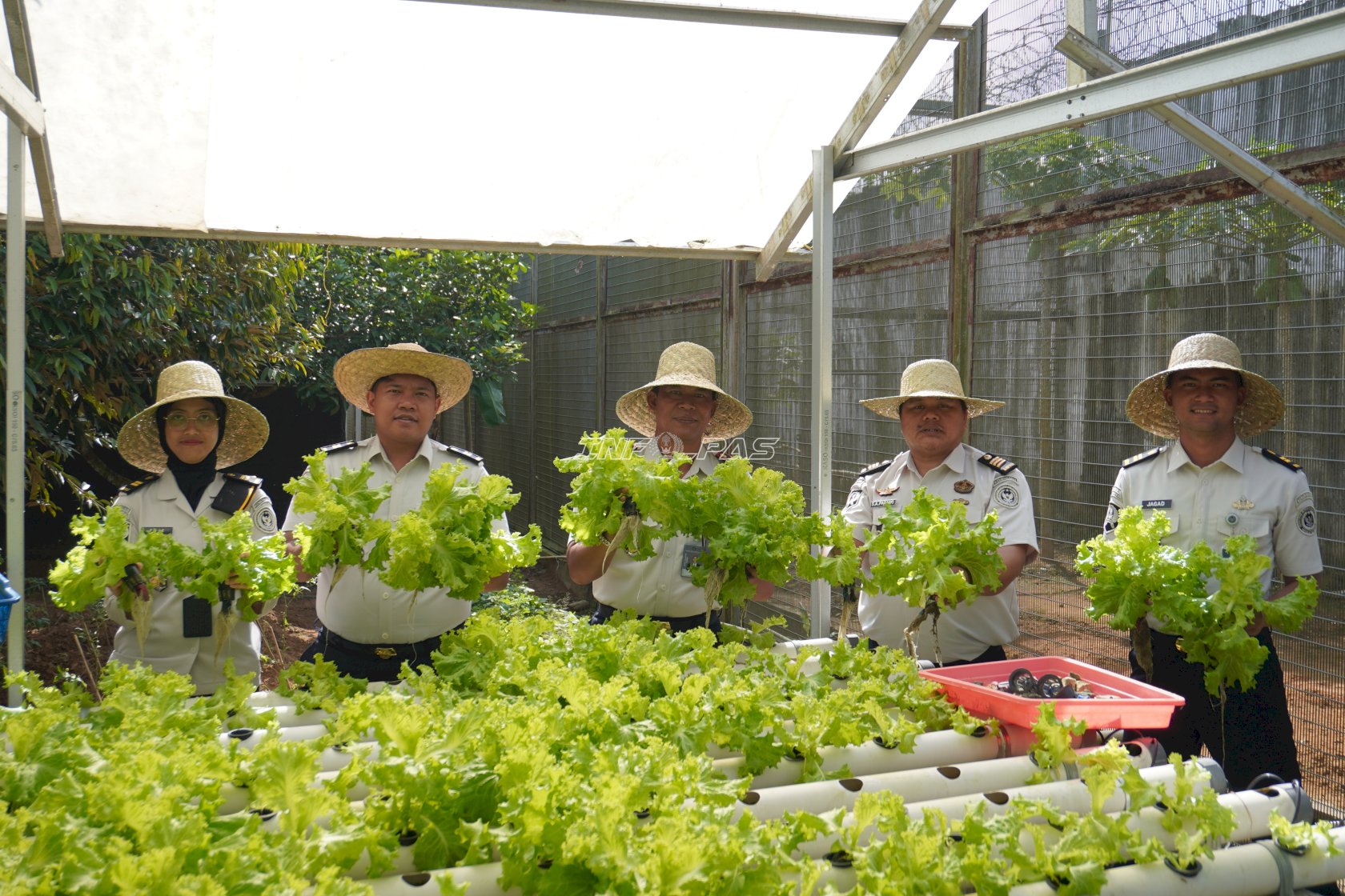 Lapas Banjarbaru Optimalkan SAE, Panen 15 Kg Selada Hidroponik