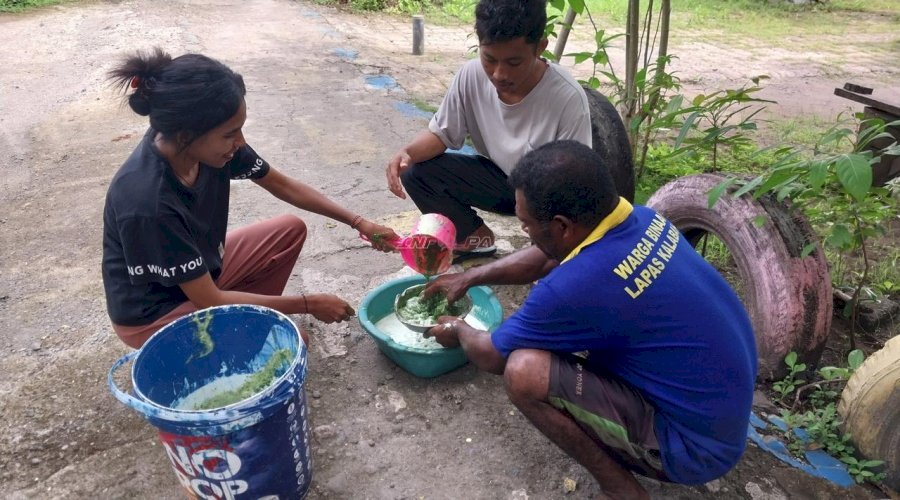 Dari Kebun Lapas Kalabahi, Warga Binaan Pelajari Pestisida Alami bersama Peserta Magang 